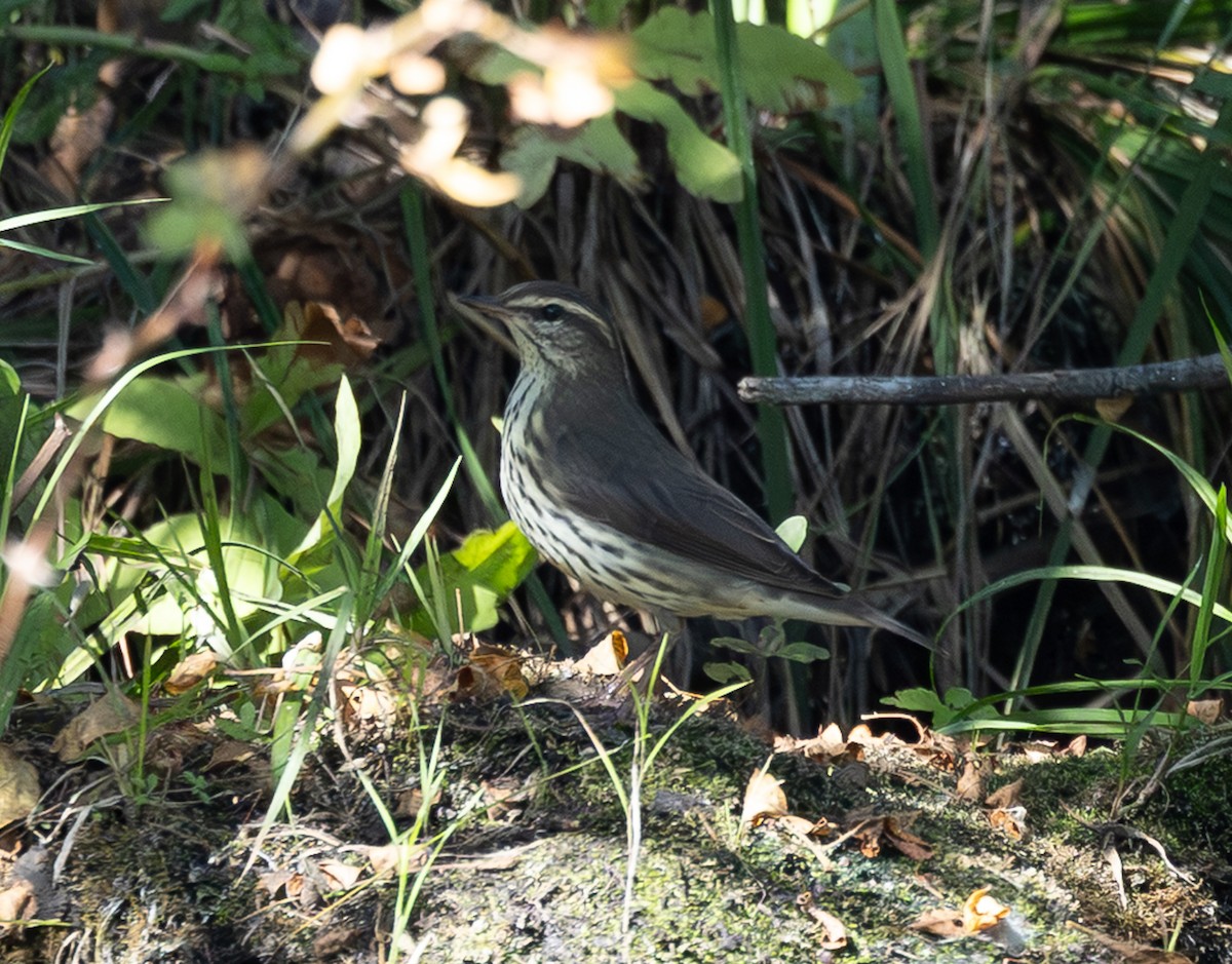 Northern Waterthrush - ML642944801