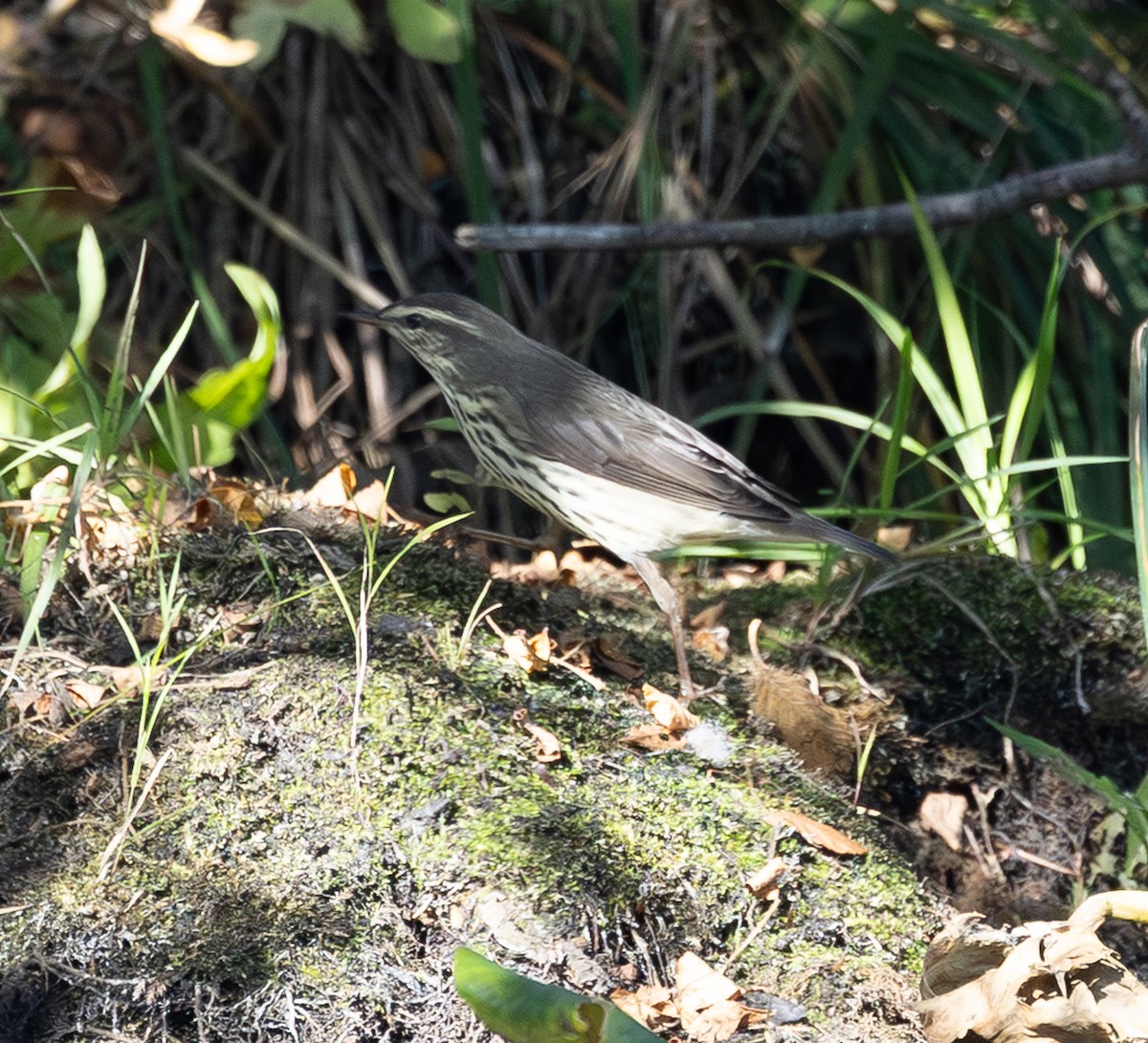 Northern Waterthrush - ML642944802