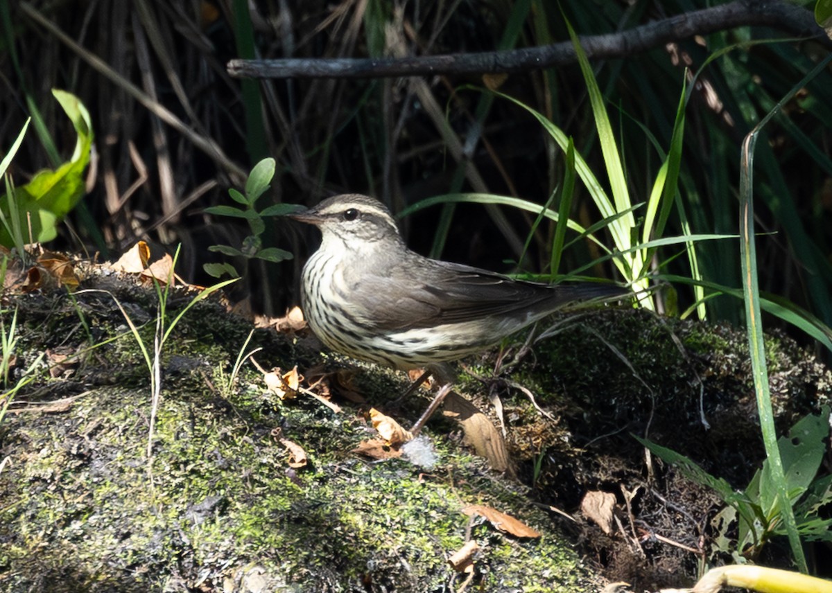 Northern Waterthrush - ML642944803