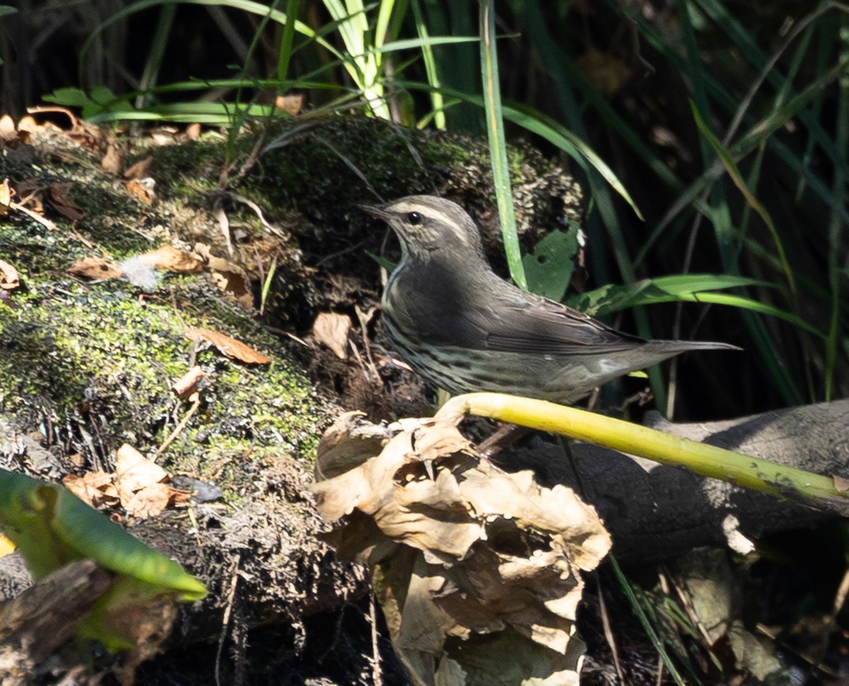 Northern Waterthrush - ML642944804