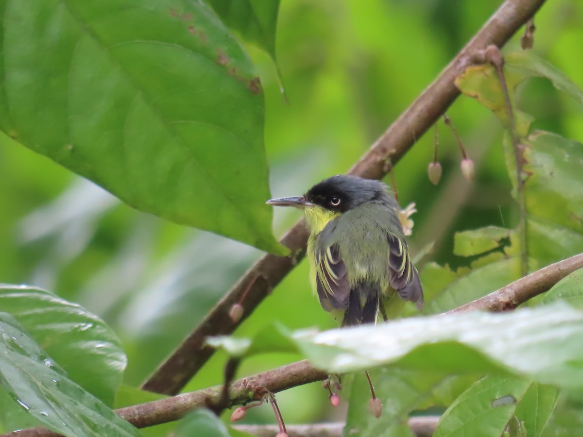 Common Tody-Flycatcher - ML642944808