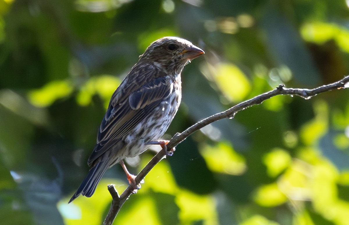 Purple Finch - ML642944813