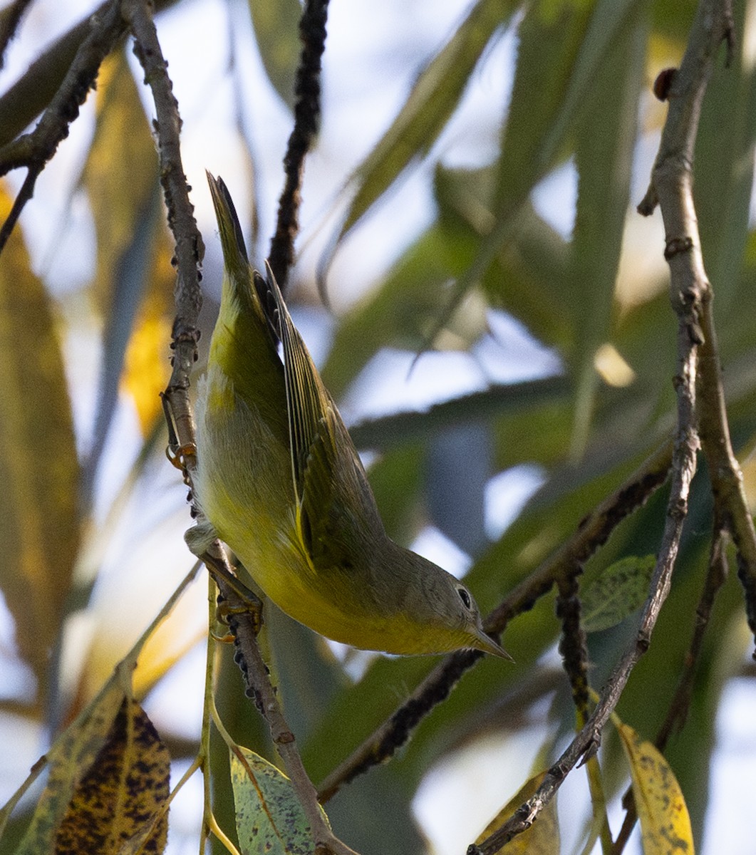 Nashville Warbler - ML642944822