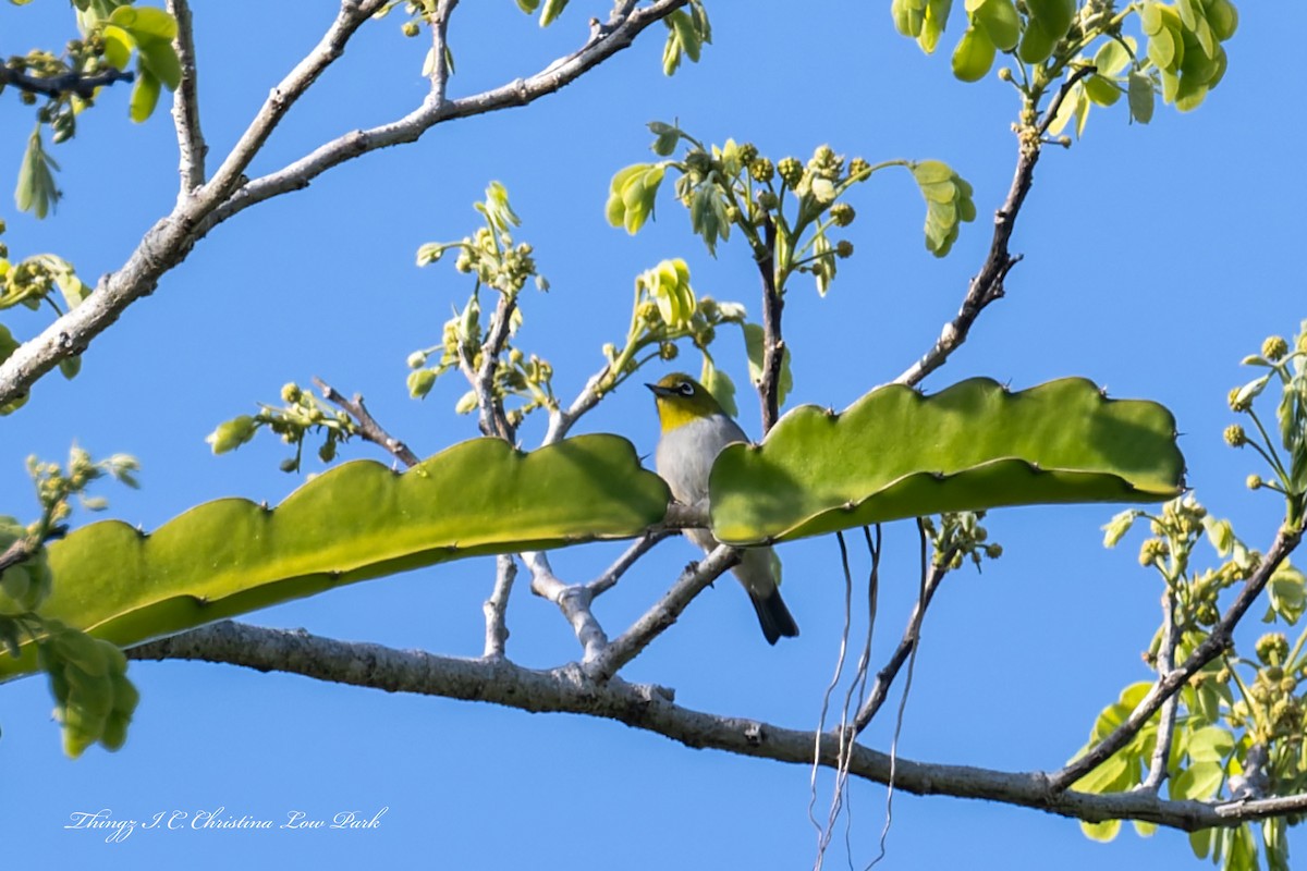 Silvereye - ML642944825