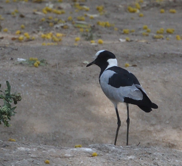 Blacksmith Lapwing - ML642944826