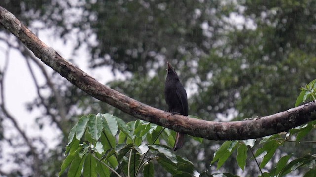 Mindanao Hornbill - ML642944827