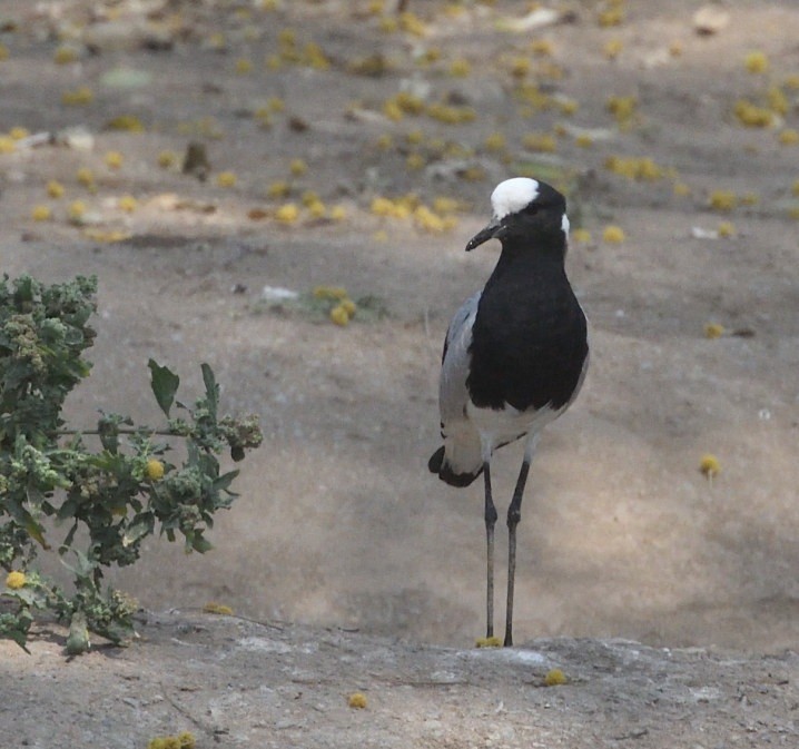 Blacksmith Lapwing - ML642944830
