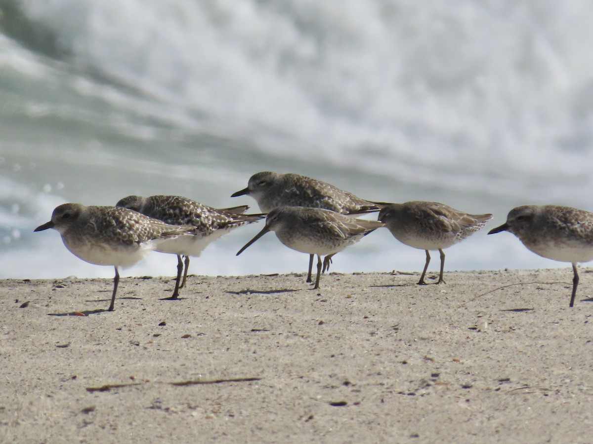 Black-bellied Plover - ML642944831