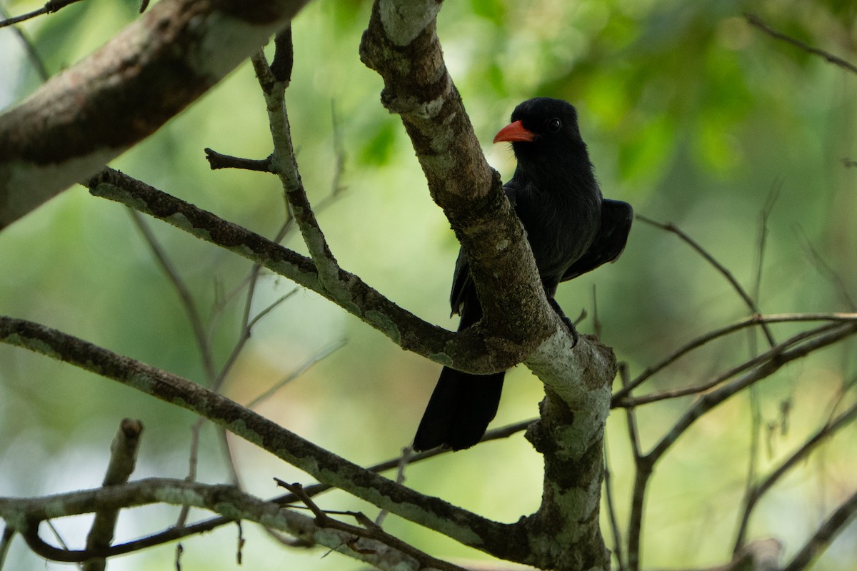 Black-fronted Nunbird - ML642944833