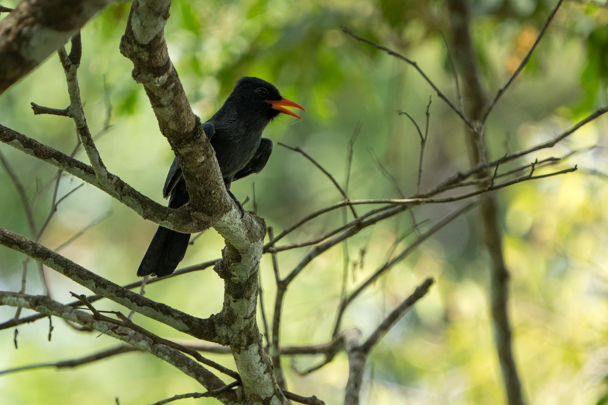 Black-fronted Nunbird - ML642944834
