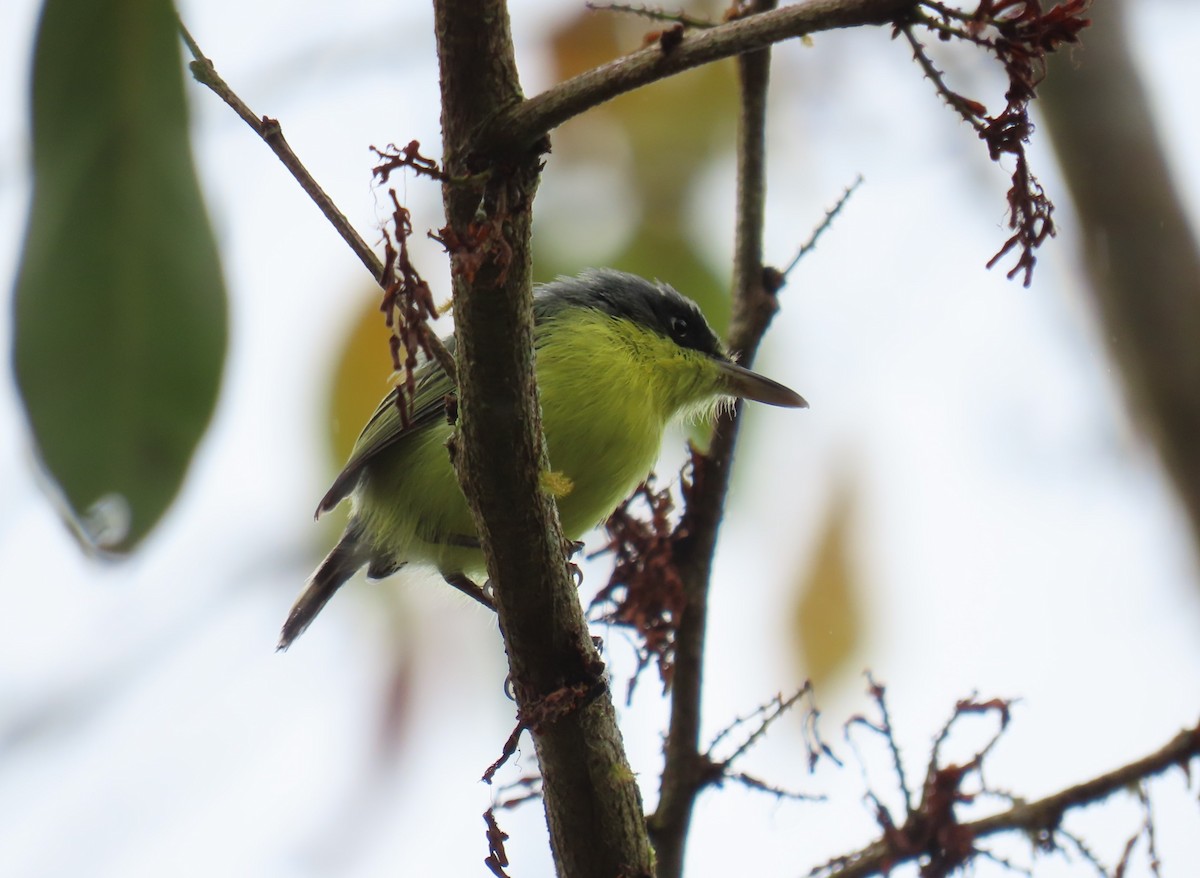 Common Tody-Flycatcher - ML642944837