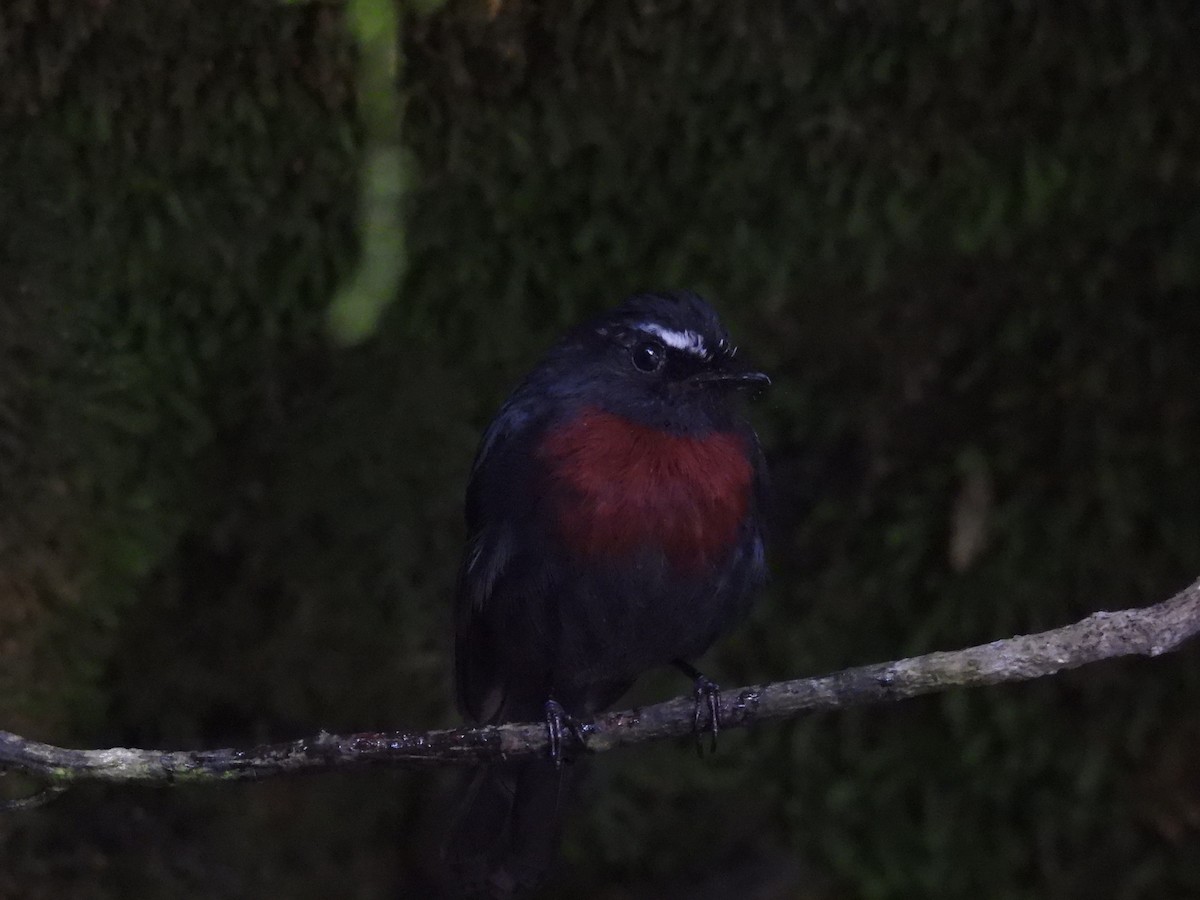 Maroon-belted Chat-Tyrant - ML642944838