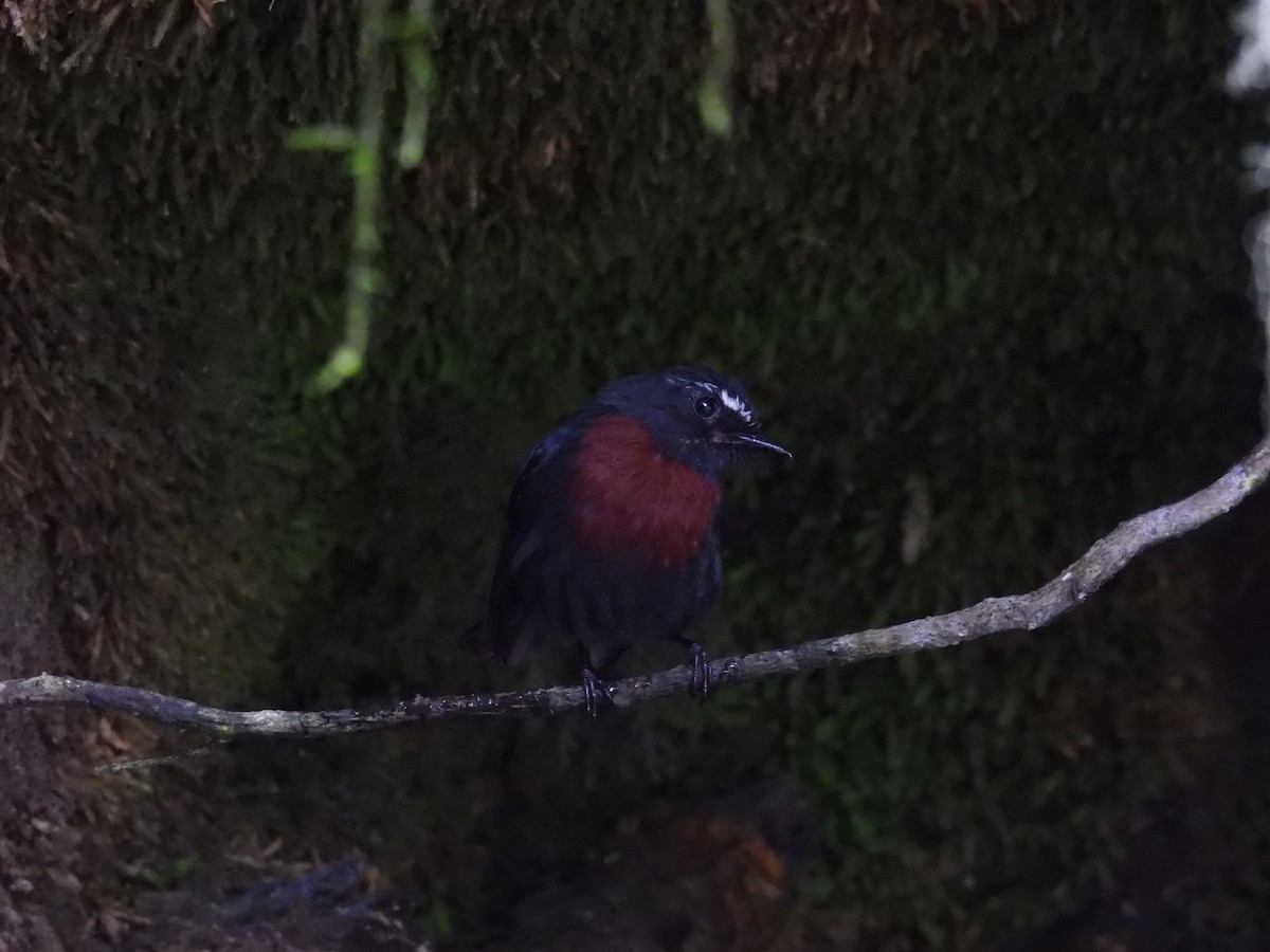Maroon-belted Chat-Tyrant - ML642944839