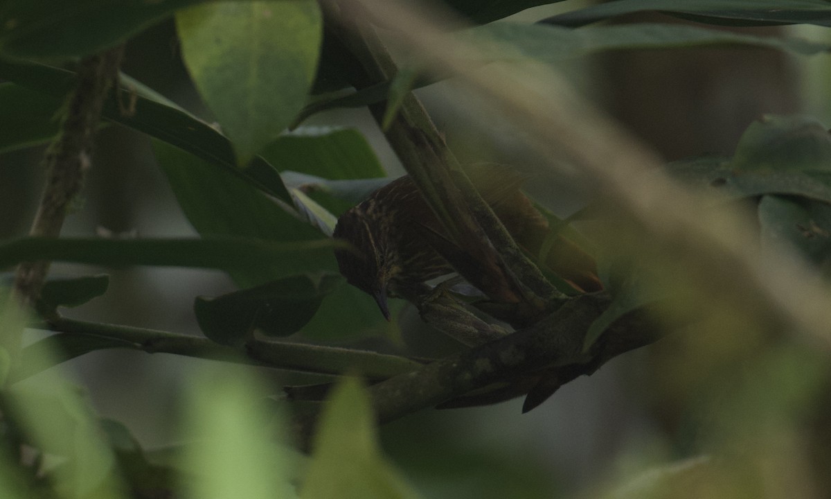 Lineated Foliage-gleaner - ML642944842