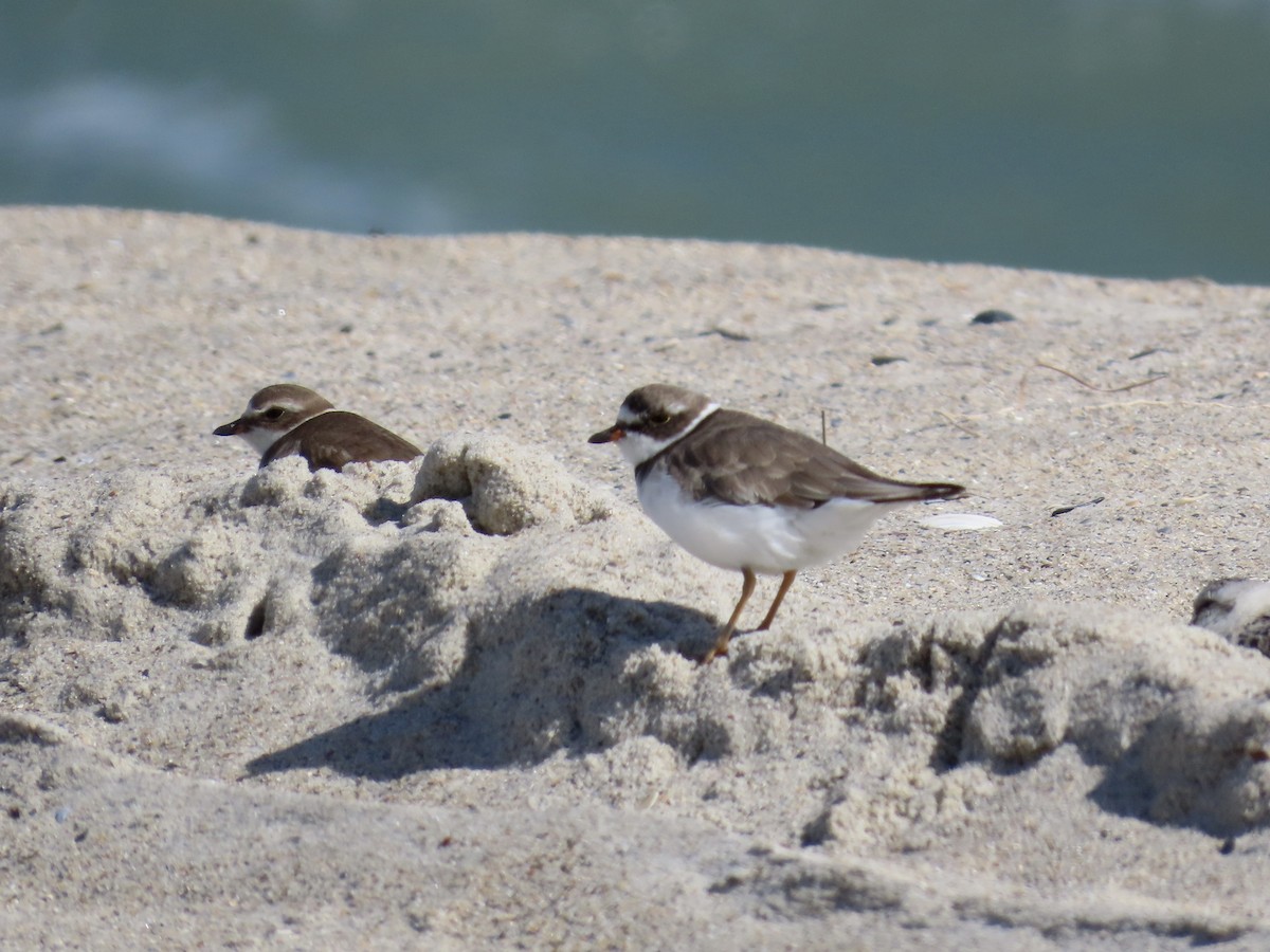 Semipalmated Plover - ML642944843