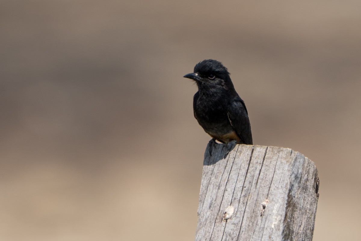 Swallow-winged Puffbird - ML642944846