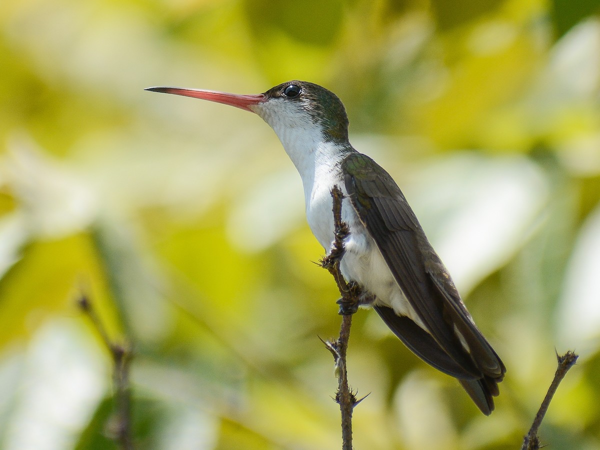 Green-fronted Hummingbird - ML642944847