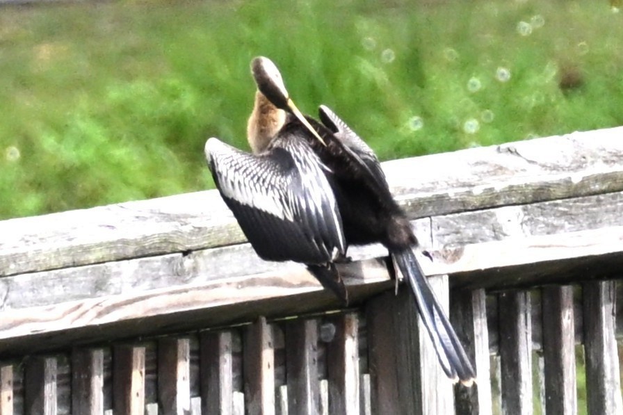 Anhinga - ML642944849