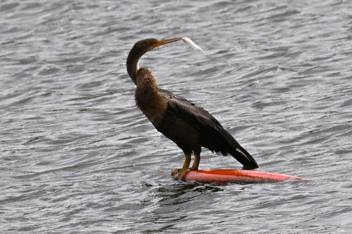 Anhinga - ML642944850