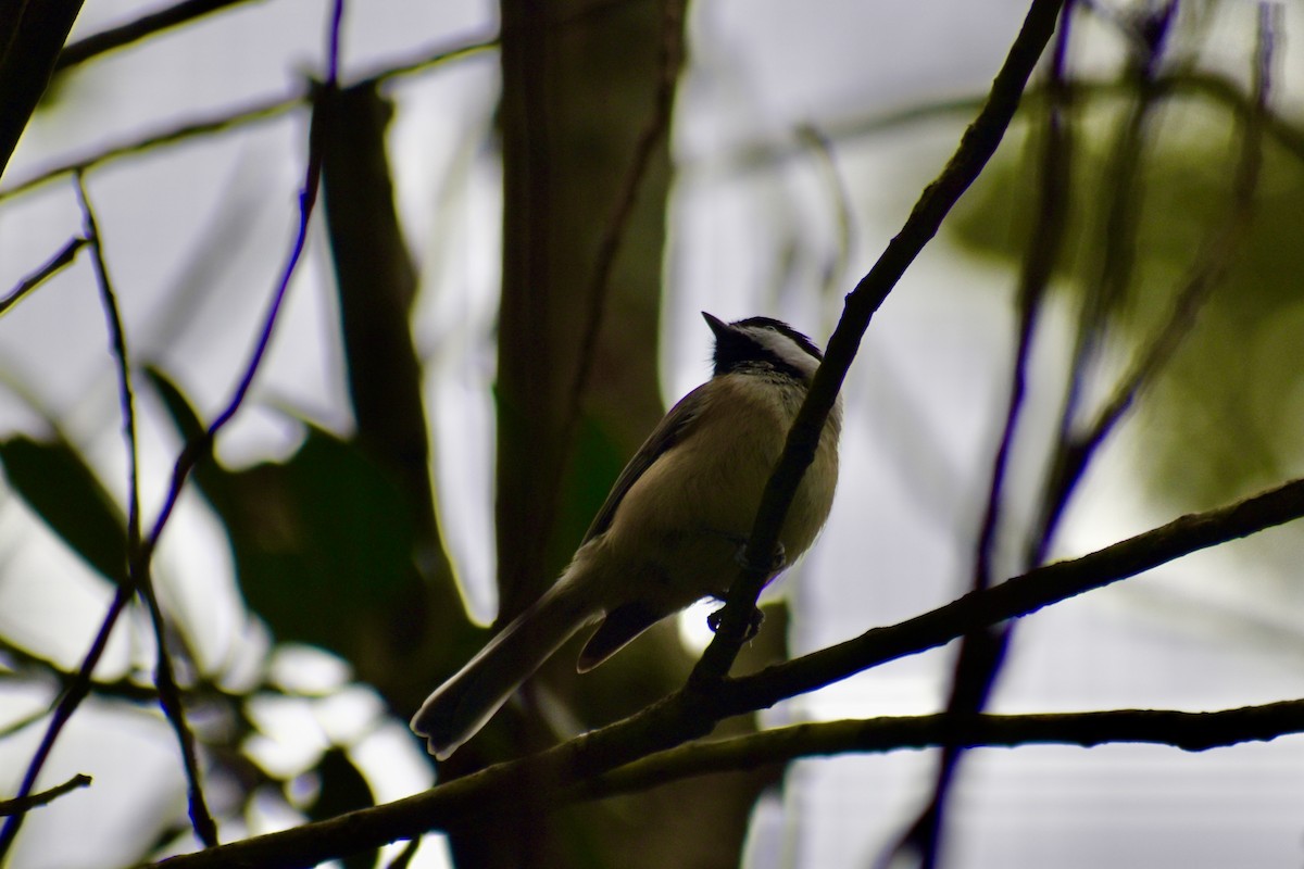 Carolina Chickadee - ML642944853