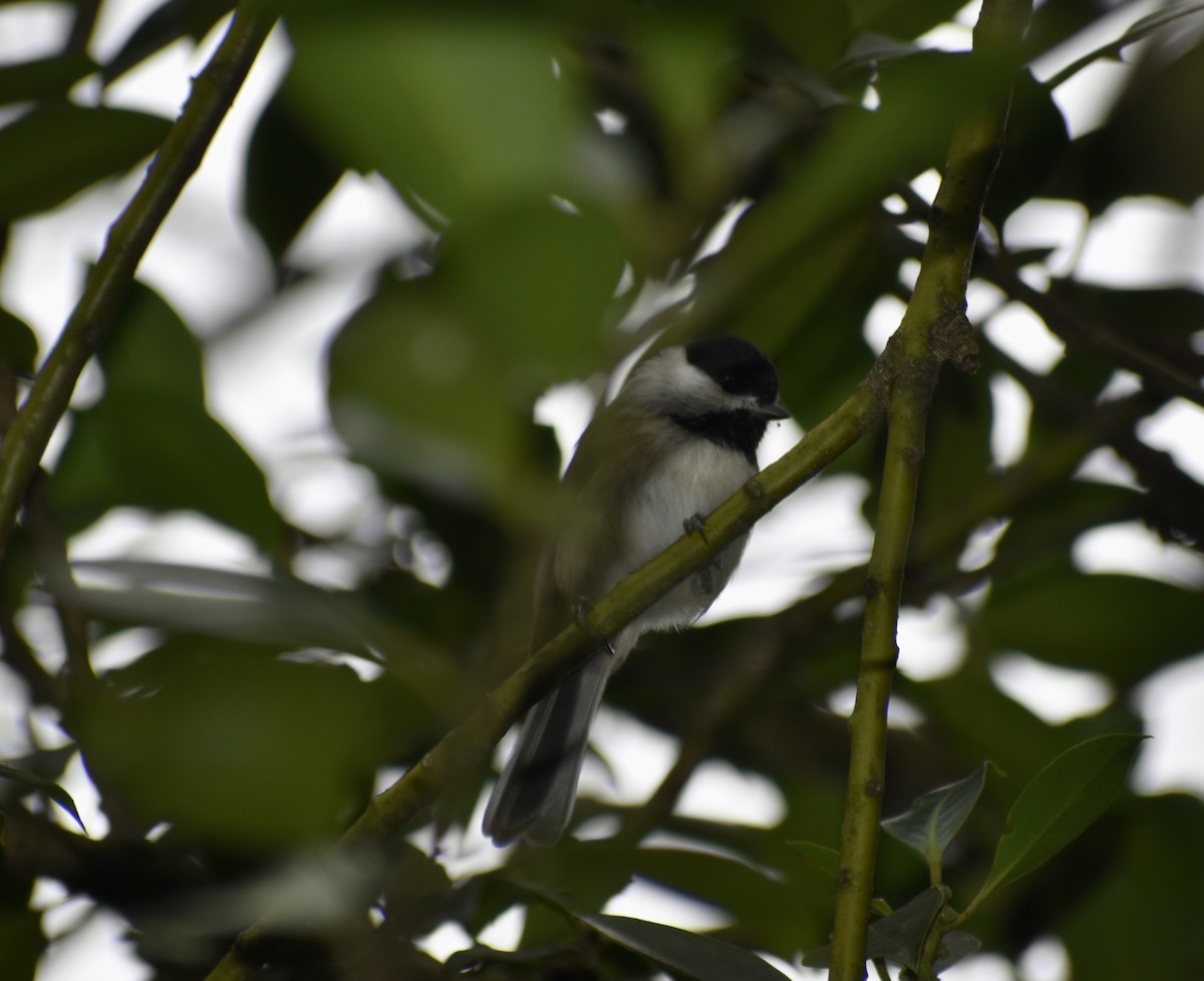 Carolina Chickadee - ML642944861
