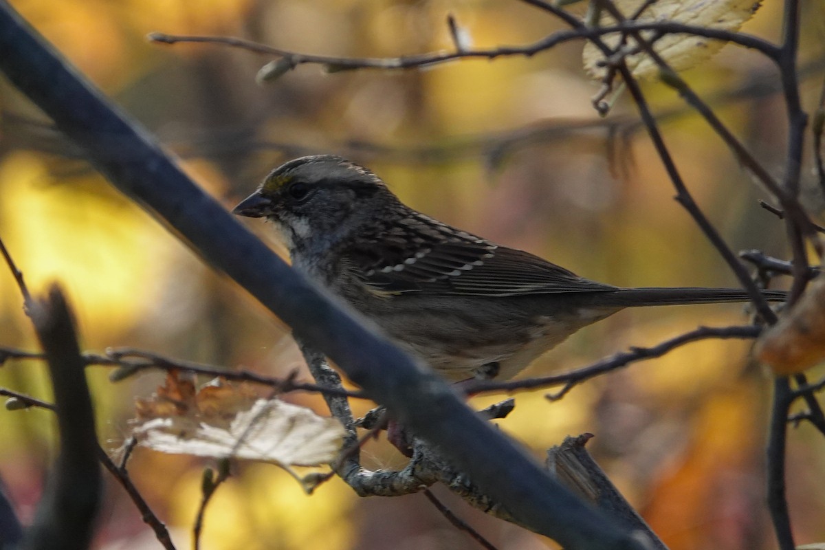 White-throated Sparrow - ML642944863