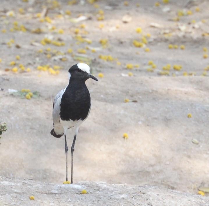 Blacksmith Lapwing - ML642944866