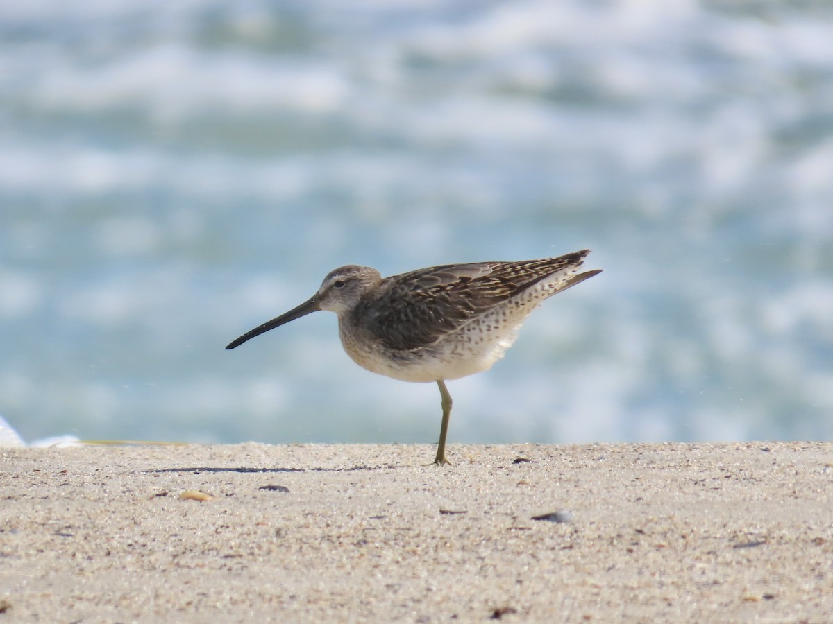 Short-billed Dowitcher - ML642944879