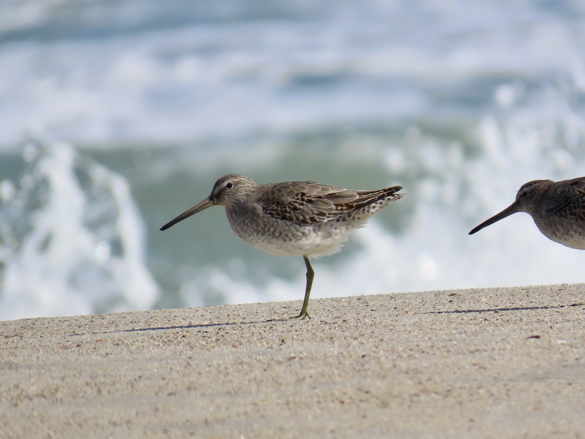 Short-billed Dowitcher - ML642944881