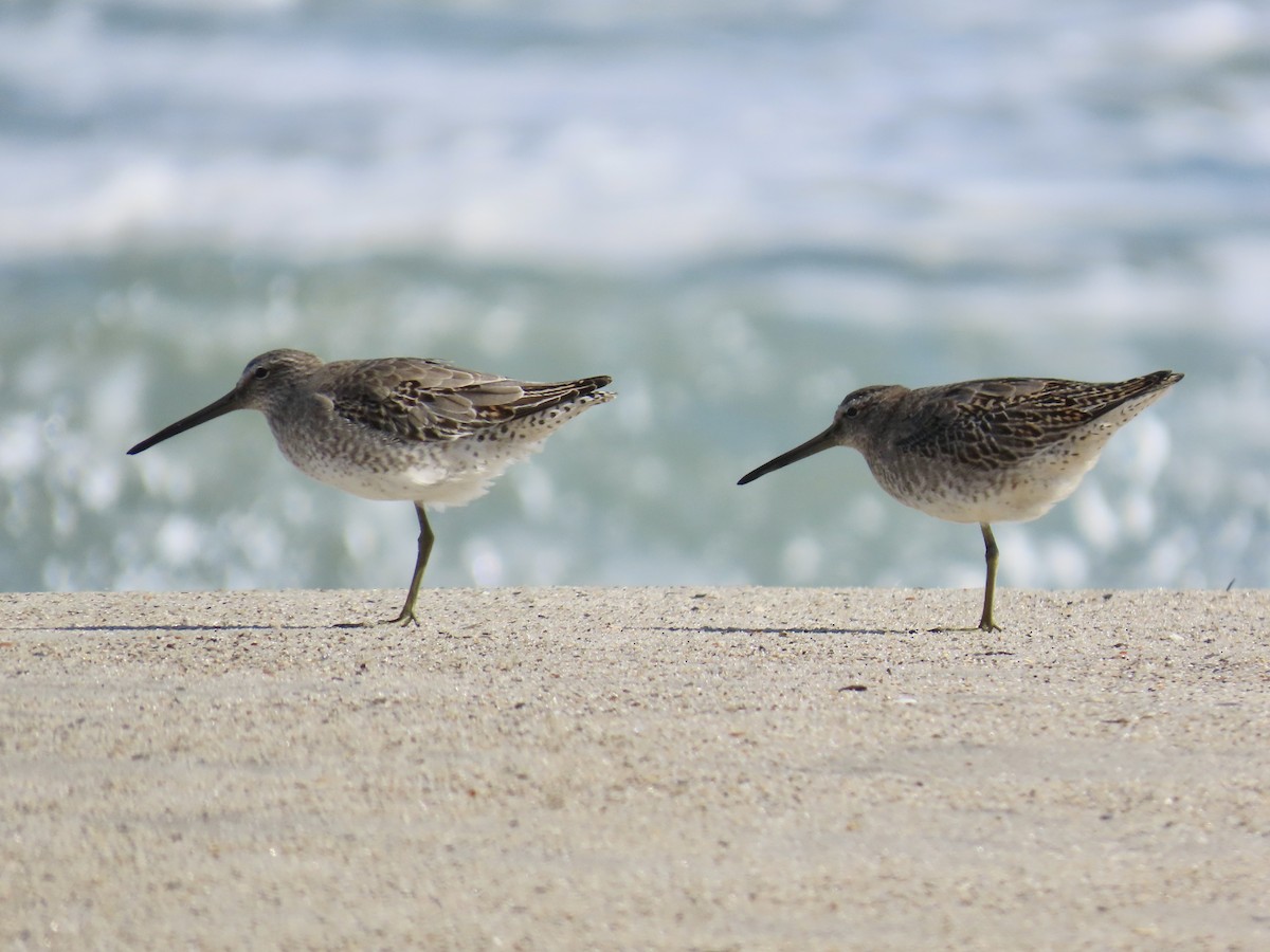 Short-billed Dowitcher - ML642944882