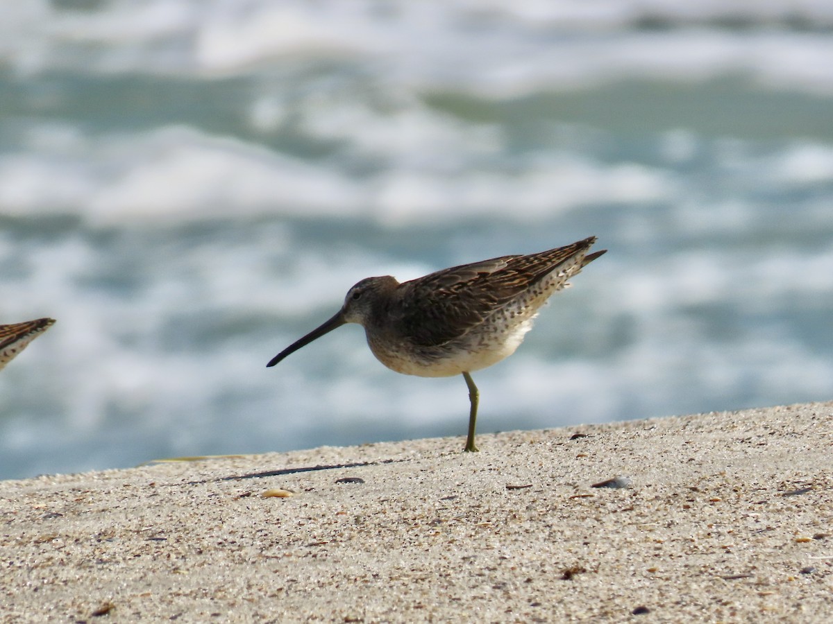 Short-billed Dowitcher - ML642944883