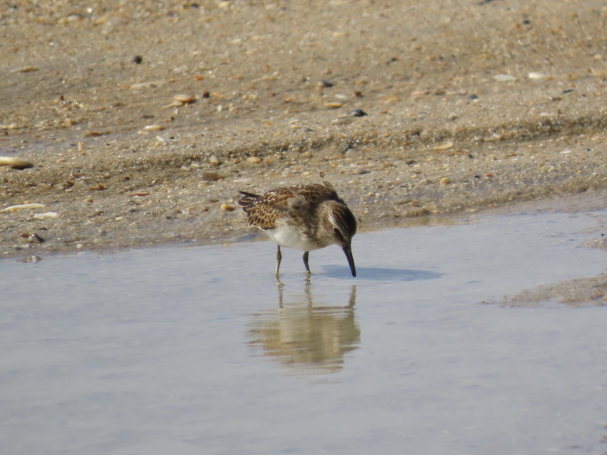 Least Sandpiper - ML642944907