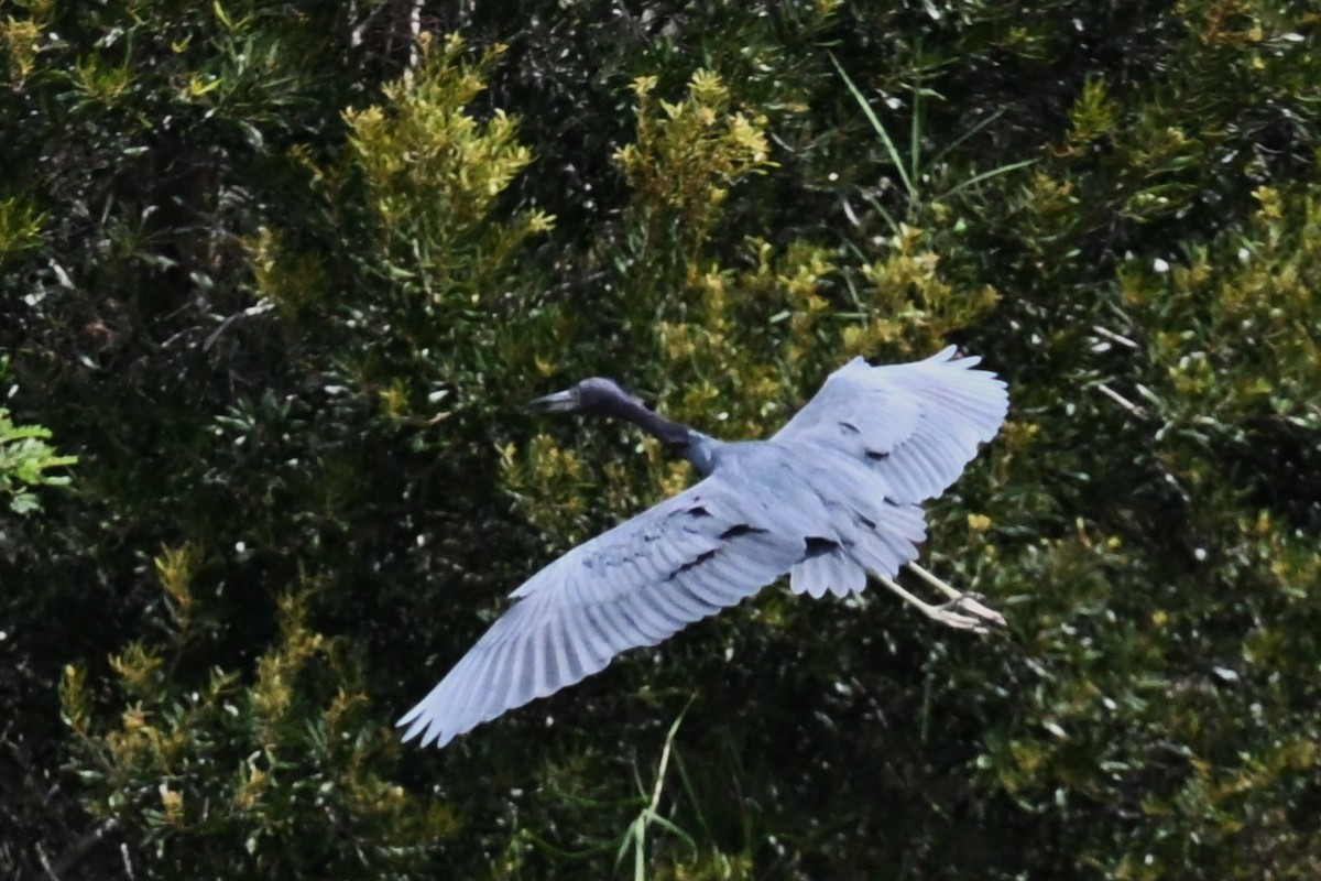 Little Blue Heron - ML642944908