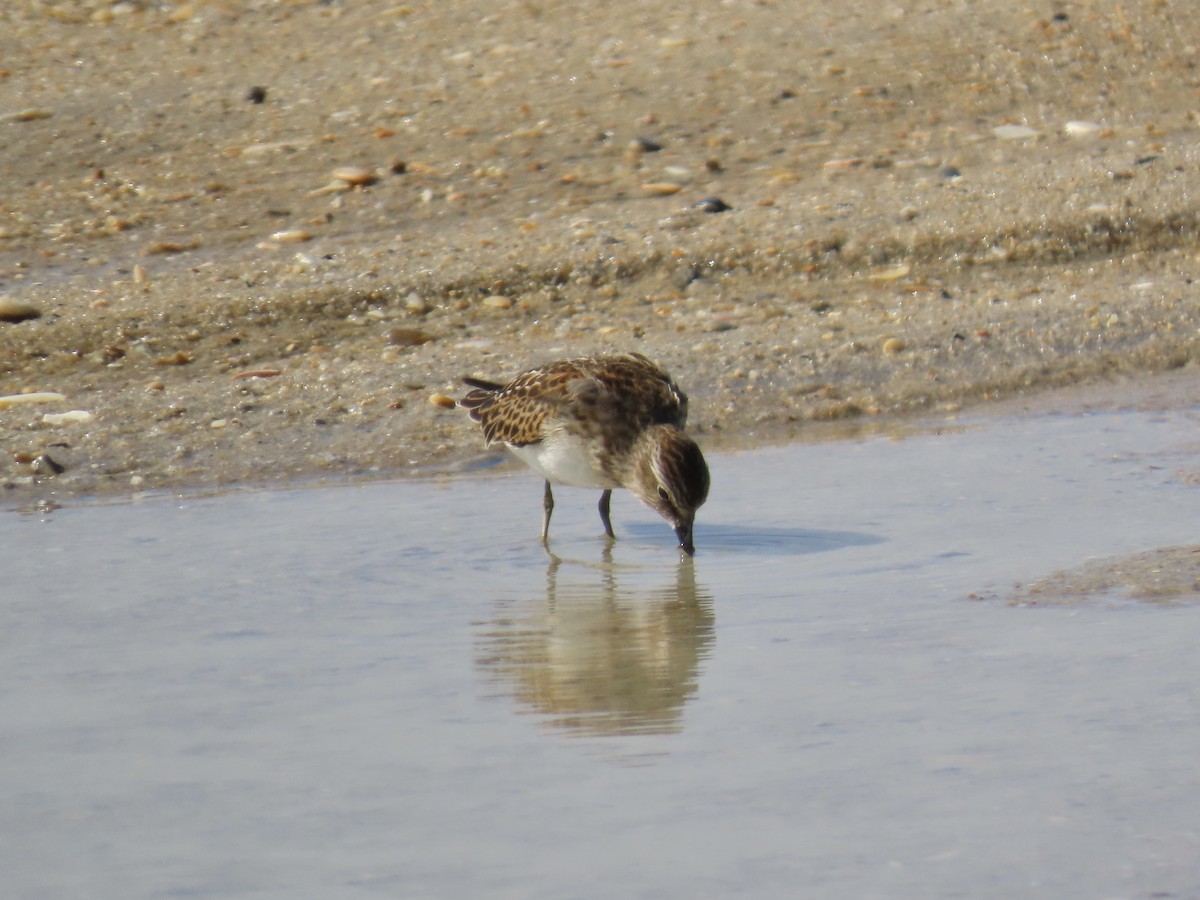 Least Sandpiper - ML642944911
