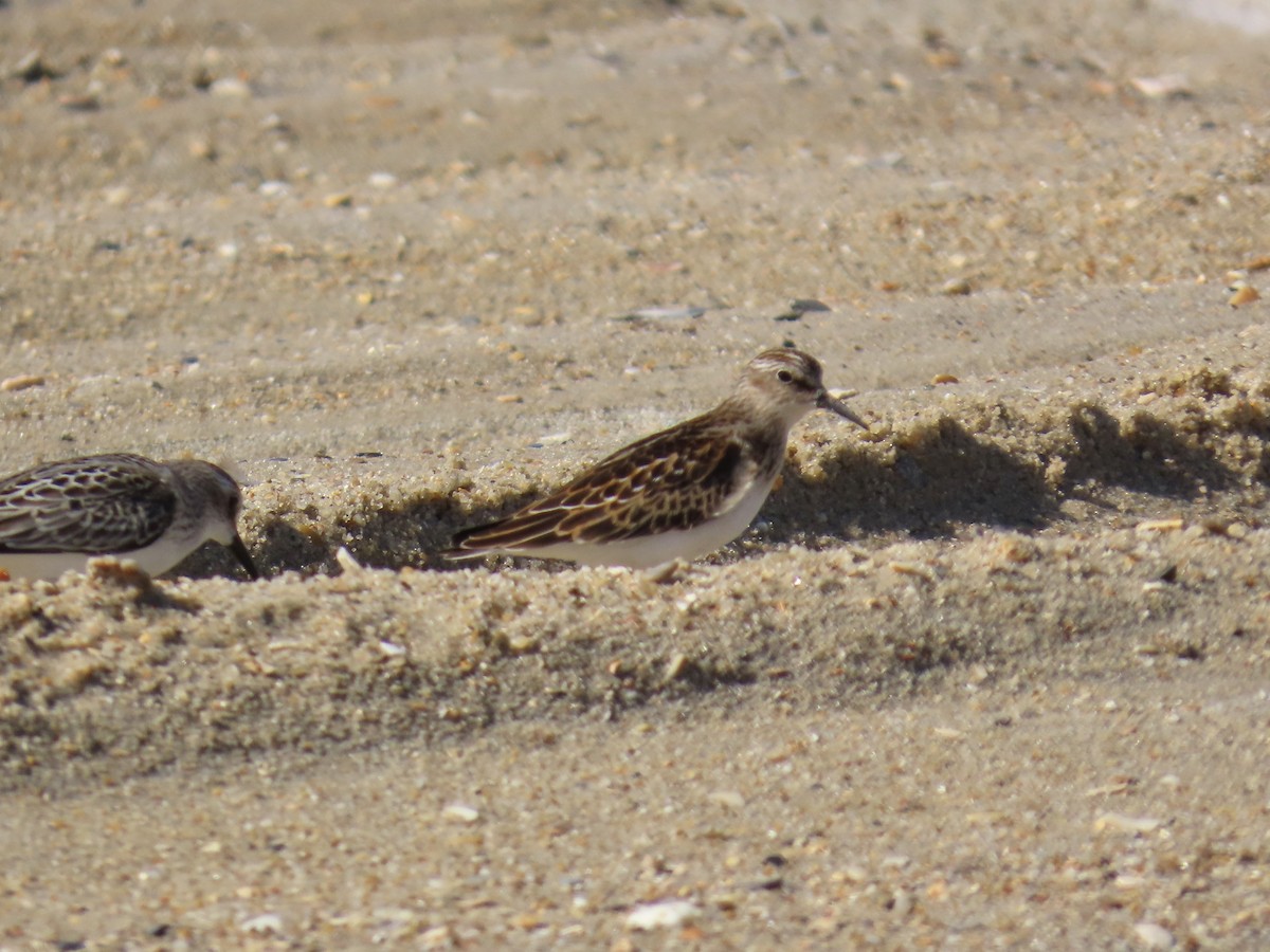 Least Sandpiper - ML642944915