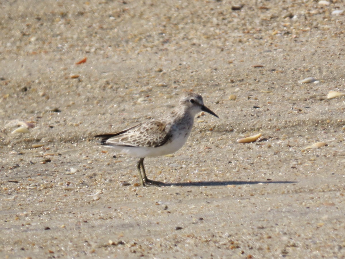 Least Sandpiper - ML642944916