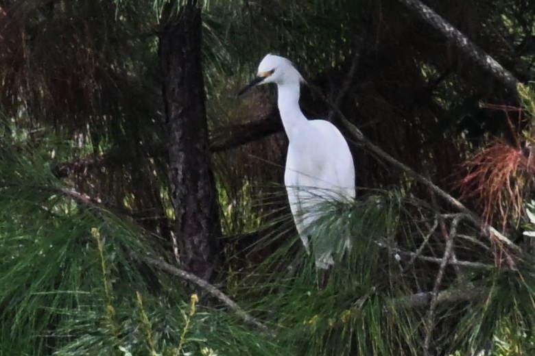 Snowy Egret - ML642944924