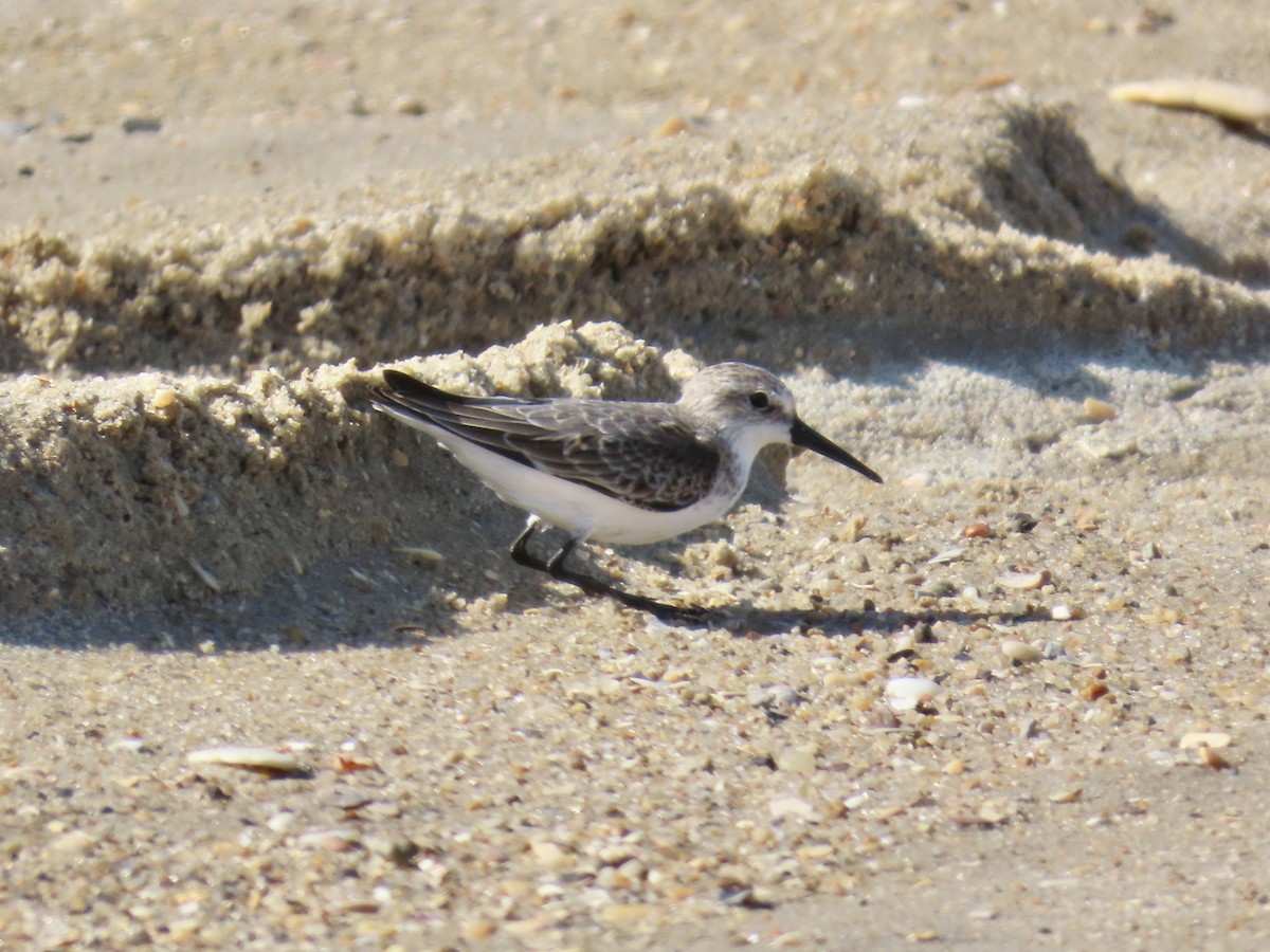 Western Sandpiper - ML642944925