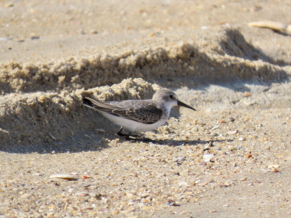 Western Sandpiper - ML642944926
