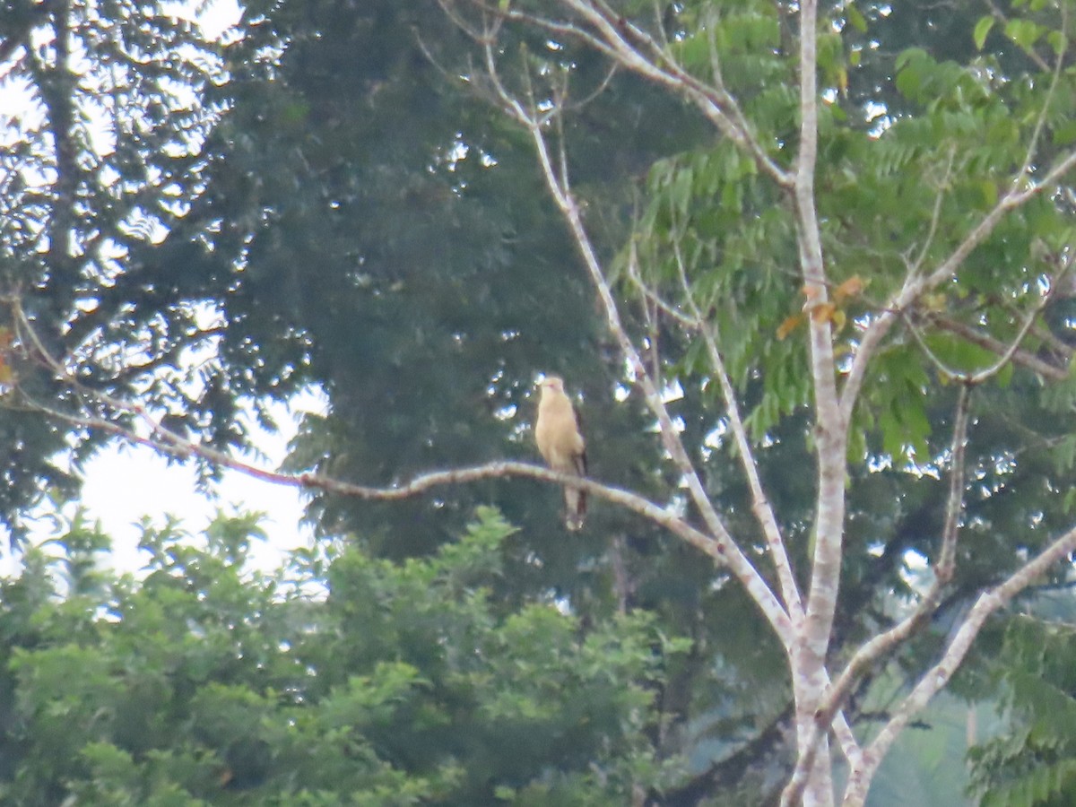 Yellow-headed Caracara - ML642944927