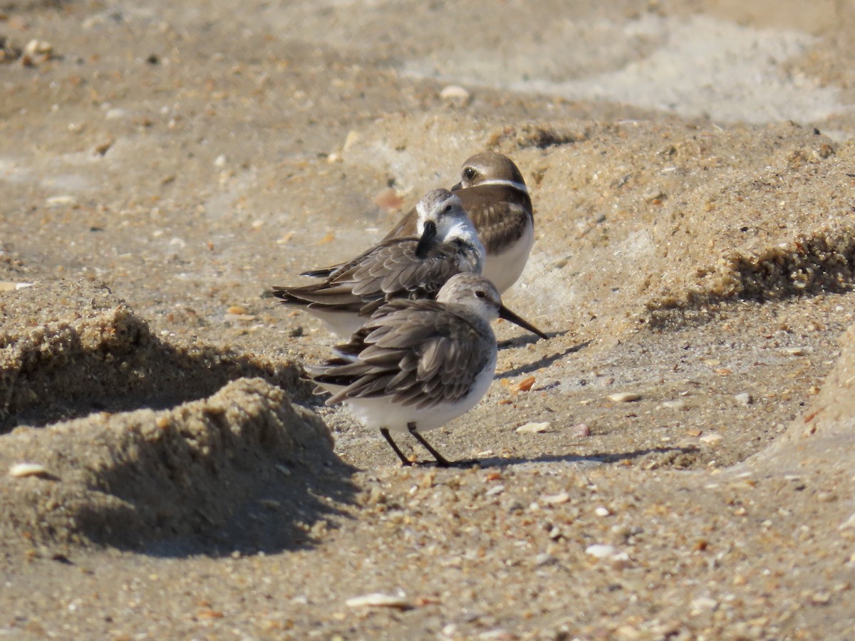 Western Sandpiper - ML642944930