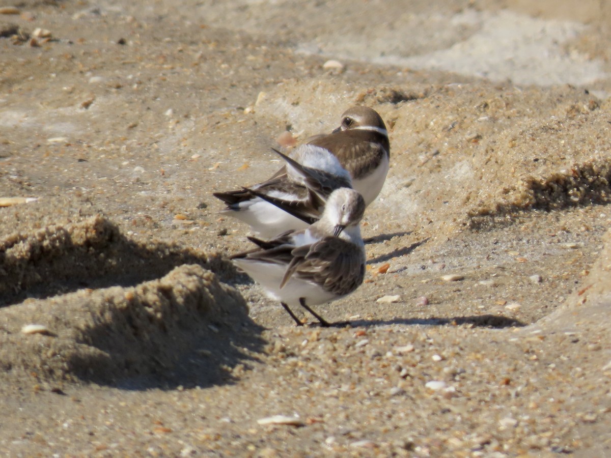 Western Sandpiper - ML642944931