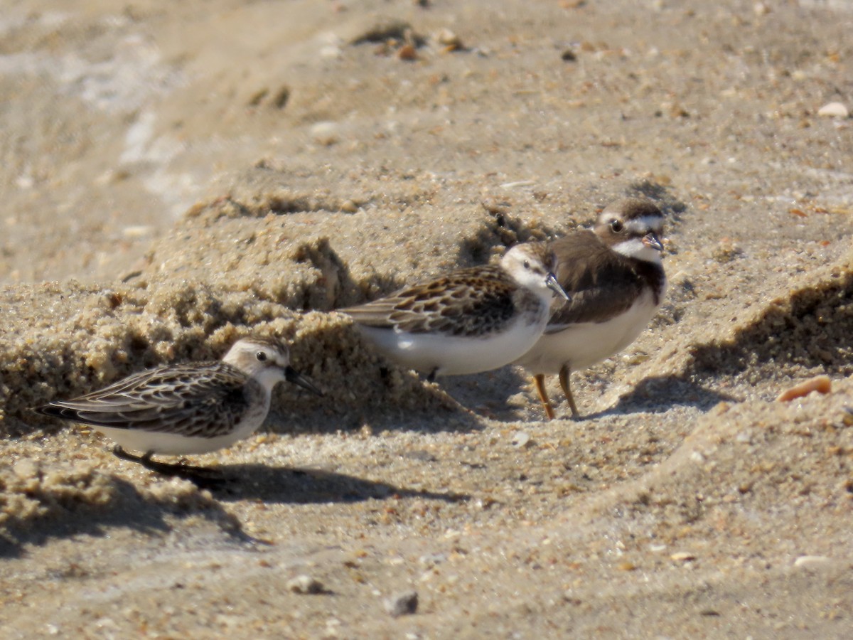 Western Sandpiper - ML642944937