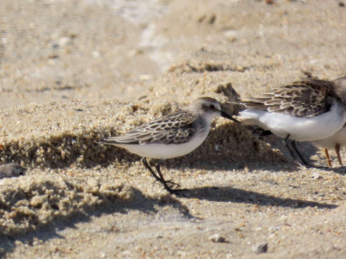 Semipalmated Sandpiper - ML642944945