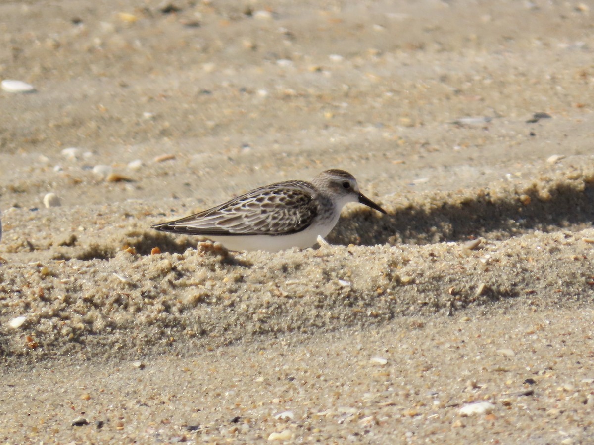 Semipalmated Sandpiper - ML642944946