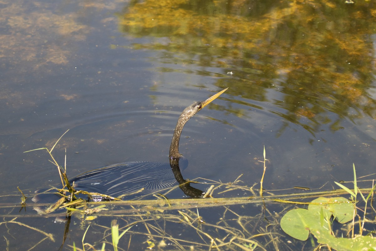 Anhinga d'Amérique - ML642944960