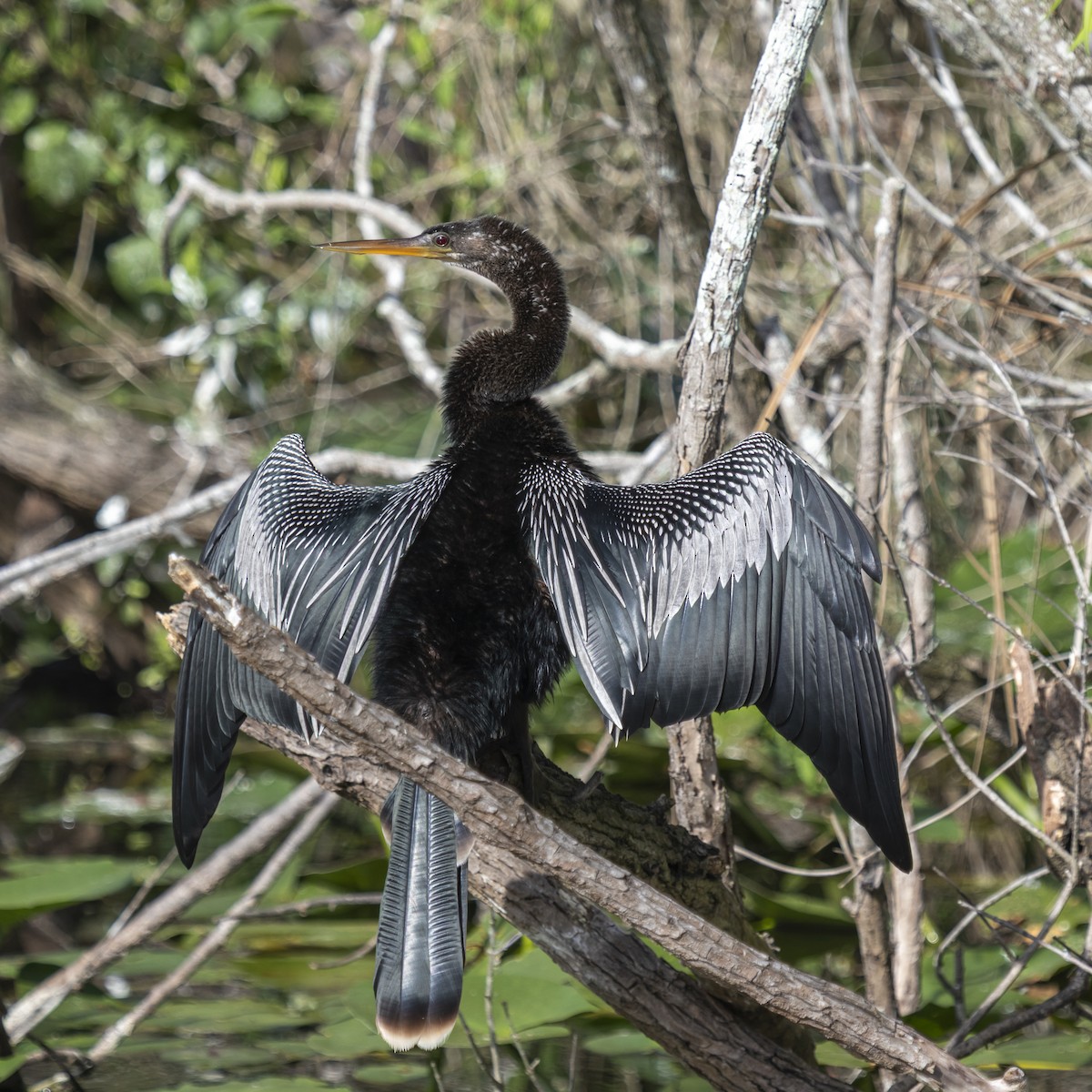 Anhinga d'Amérique - ML642944961
