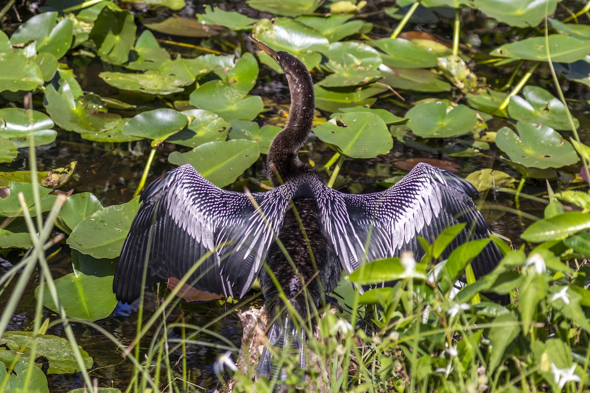 Anhinga d'Amérique - ML642944962