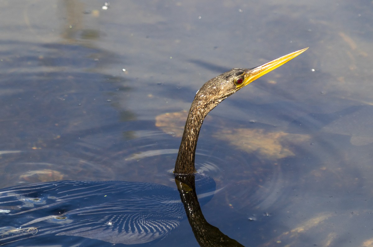 Anhinga d'Amérique - ML642944963
