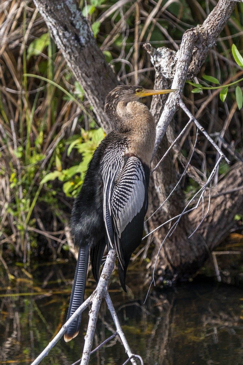 Anhinga d'Amérique - ML642944964
